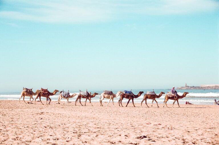 JourneyFeelings: Your Guide to Unique Travel Experiences